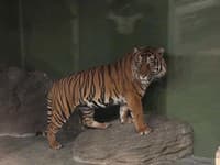 Obľúbená zoo hlási veľkú novinku! Dorazil nový vzácny obyvateľ: Doviezli ho až z Nemecka