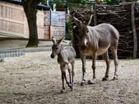 Radostná správa z českej zoo! Po takmer piatich rokoch sa narodilo mláďa kriticky ohrozeného druhu