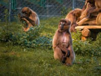 Zoo v hlavnom meste sa pýši novými prírastkami: Krvácajúce srdcia sa môžu tešiť aj novému výbehu