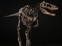 Astronomická suma za pravekého dravca! Kostra dinosaura Jodi sa vydražila za 47 miliónov
