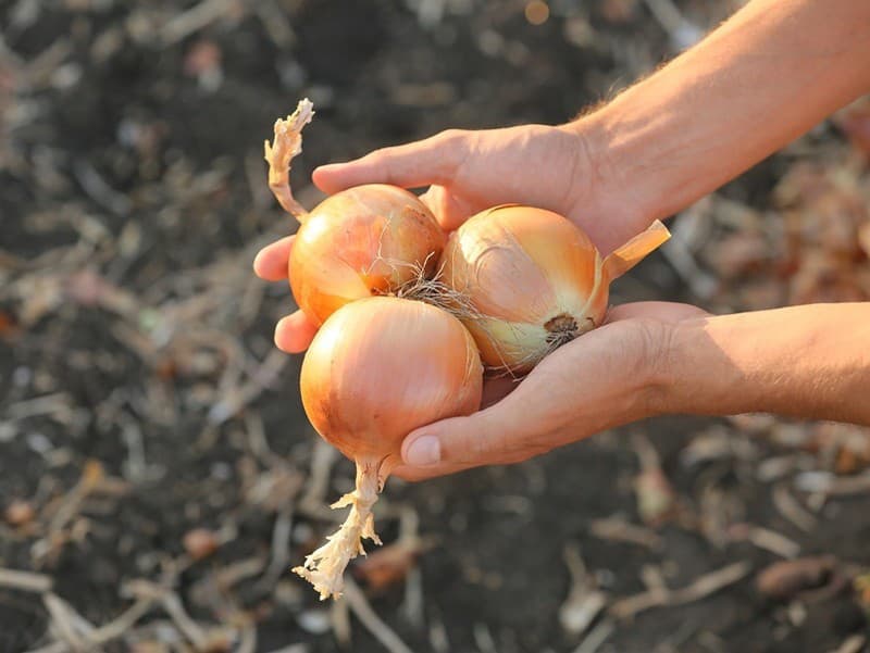 Cibuľa sa nestratí v