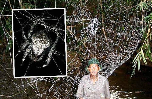 Túto pavučinu utkala samička Caerostris