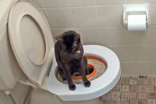 Mnohí majitelia mačiek učia svojich miláčikov chodiť na splachovací záchod