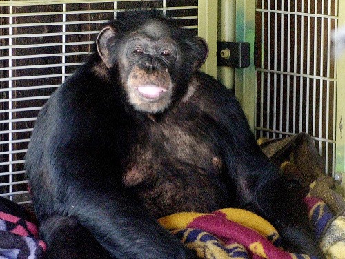 Šimpanz Travis, ktorý zmrzačil Charlu