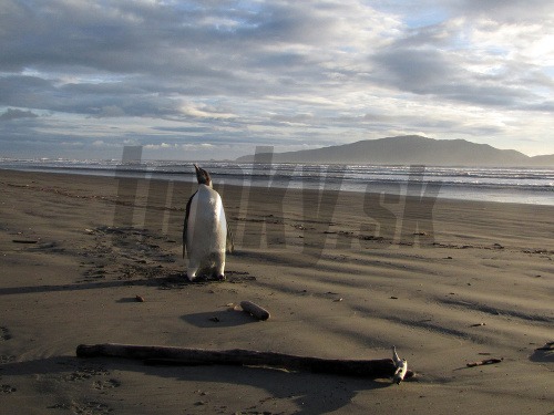 Tučniak zablúdil na Nový Zéland