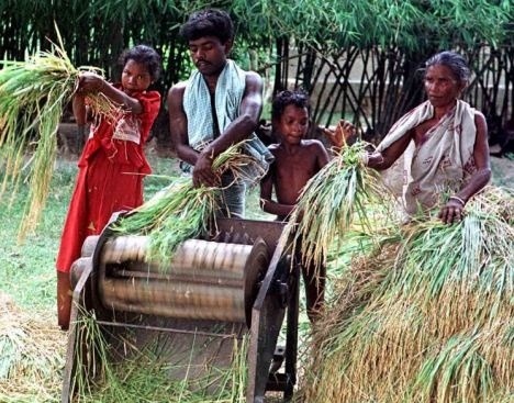 Rodina pri zbere ryže
