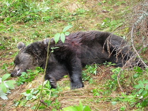 Vo Vyšných Hágoch ulovili asi trojročnú, takmer 100 kg medvedicu.