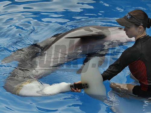 Delfín Winter dostal novú protézu, ktorá mu zachránila život