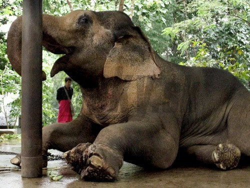 Slon utrpel ťažké zranenia pri výbuchu míny