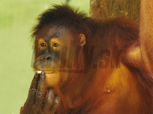 Orangutany si spokojne fajčia, návštevníci zoo ich ochotne zásobujú cigaretami.