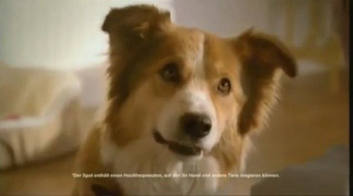 Či psíky na reklamu reagujú, nie je známe