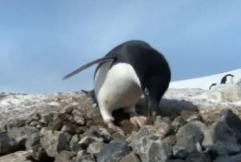 Tučniakovi sa nechce zbierať, chodí na kamienky k susedovi