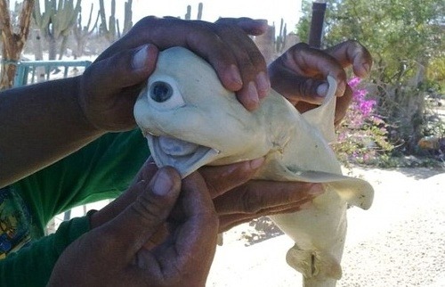 Žralok mal iba jedno oko v strede hlavy