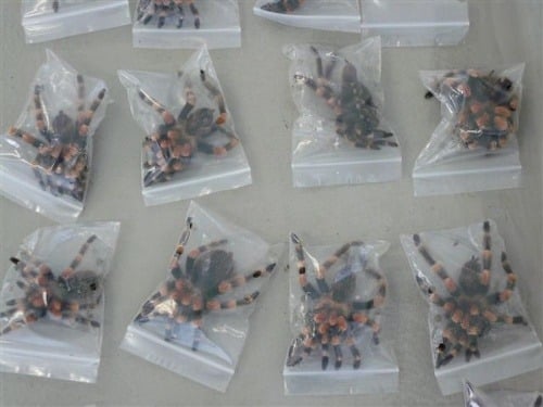 Colníci našli 261 pavúkov