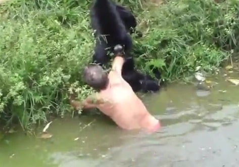 Mechanik Joao Leite dos Santos napadnutý opicami