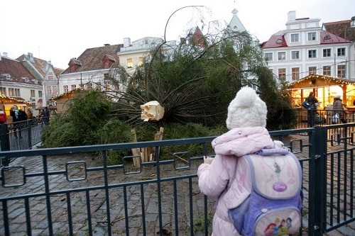 Obrovský strom našťastie nikoho nezranil