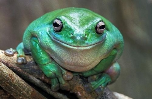 Ktovie, na čo žaba myslela