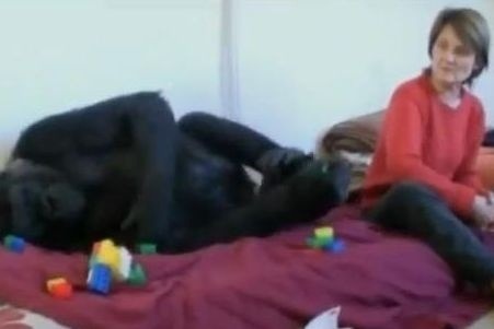 Gorila podrástla, a tak jej po 10 rokoch urobili vlastný pelech