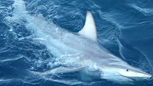 Hybridný žralok