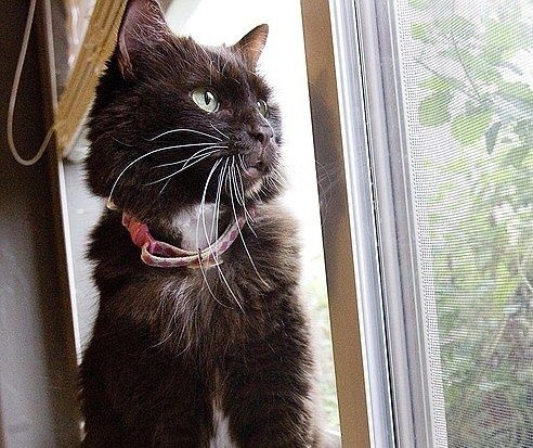Mačka sa nevzdala, dvakrát vyhrala boj o život