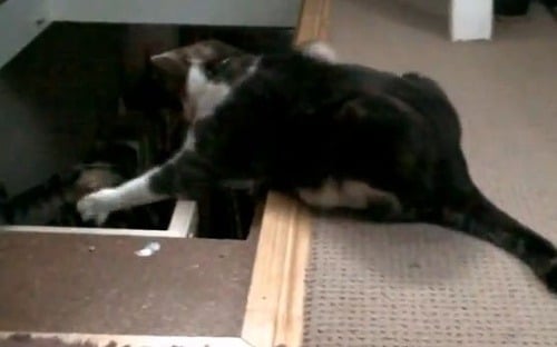 Kimbo zhadzuje svoju mačaciu kamarátku zo schodov