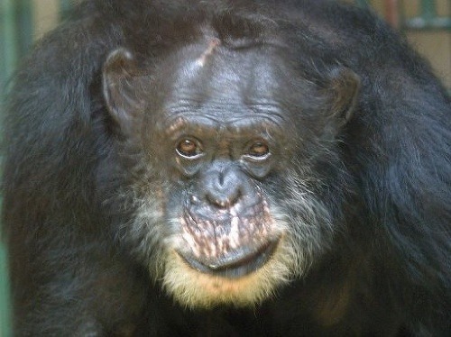 Šimpanz Jojo