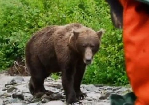Medveďa nakoniec turisti omrzeli a pokojne odišiel.