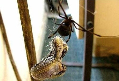 V súboji had verzus pavúk vyhral silnejší súper.