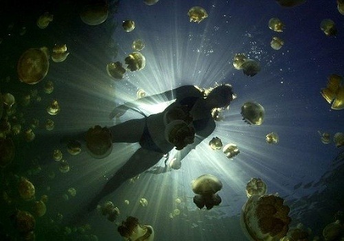 Plávanie medzi medúzami je nezabudnuteľný zážitok