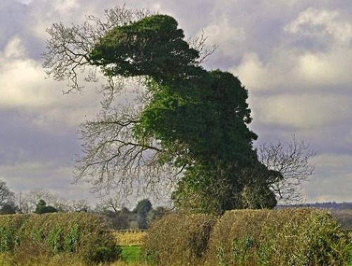 Strom, ktorý vyzerá ako dinosaurus