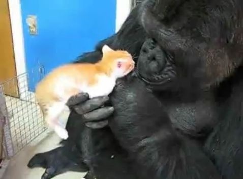 Koko drží v náručí svoju mačaciu kamarátku