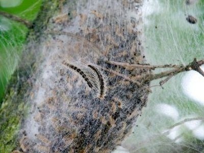 Po obávanej húsenici ostávajú siete, ktoré pripomínajú tie pavúčie