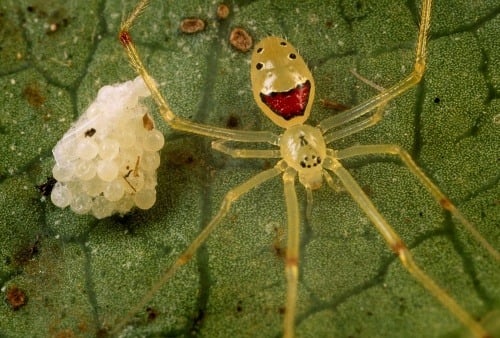 Happy face spider