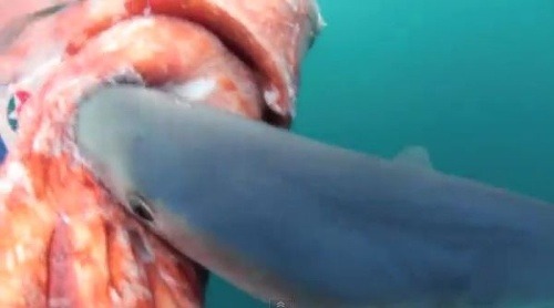Žralok si pochutnáva na obrej chobotnici