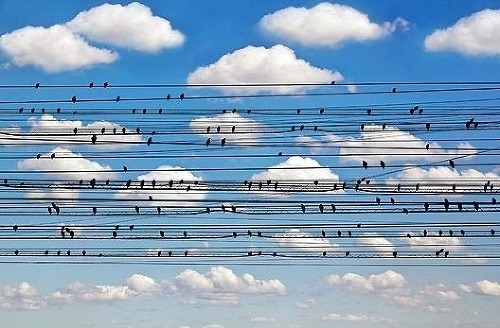 Vtáci vyzerajú ako noty