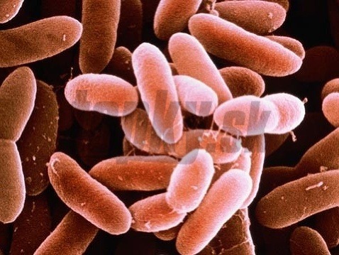 Baktérie listérie