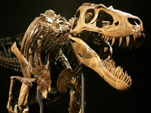 Kostra legendárneho Tyrannosaura Rexa
