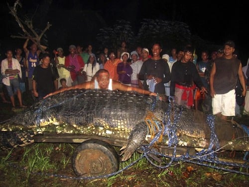 Slanovodný krokodíl, ktorého pomenovali Lolong, je 6,17 metra dlhý a váži vyše tony