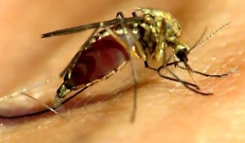 Komár saje dovtedy, kým nie je úplne plný
