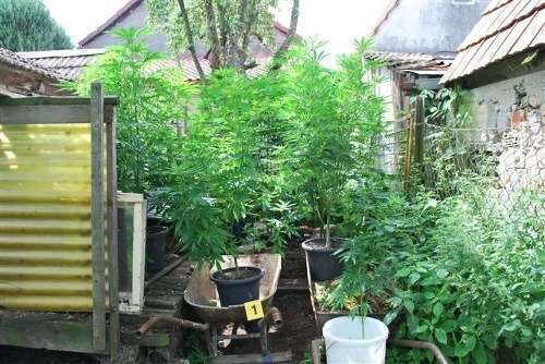Z dvora si mladík spravil marihuanovú záhradku