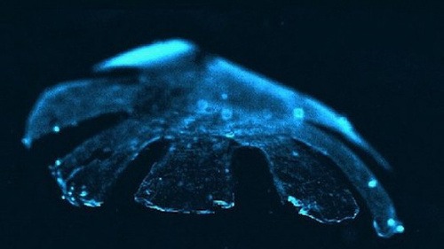 Najnovší výtvor bioinžinierstva má podobu medúzy.