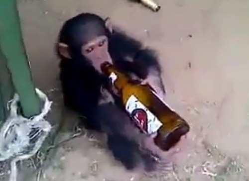 Malému opičiakovi ku spokojnosti stačí fľaška piva