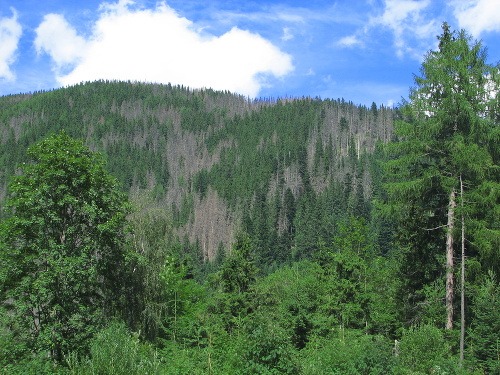 V Tichej a Kôprovej doline lykožrút zničil už štvrtinu lesa