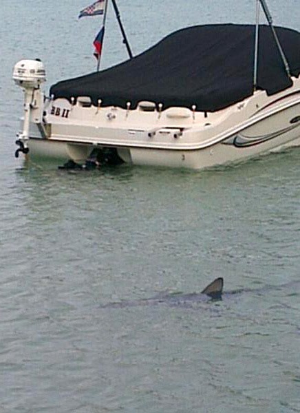 Žralok sa dostal až do prístavu.
