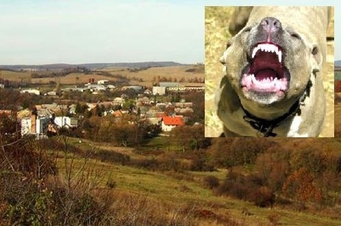 Majiteľ v obci Sucháň choval svorku 20 psov