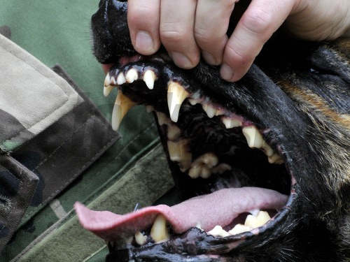 Vojenský psovod ukazuje  svojho psa, nemeckého ovčiaka