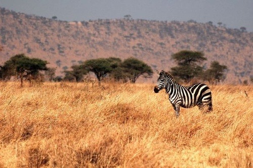Zebra africká