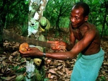 Pre miestnych pestovateľov kakaa by rastúci dopyt po čokoláde mal znamenať zmenu po rokoch chudoby