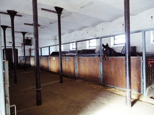 Vo Vítkovských stajniach vychovávajú športové kone