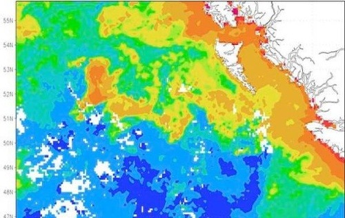 Údaje zo satelitných snímok potvrdzujú nárast koncentrácie planktónu (oblasti so žltou až okrovou farbou